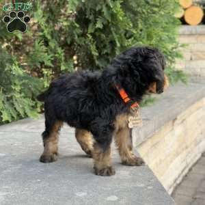 Coco, Golden Mountain Doodle Puppy