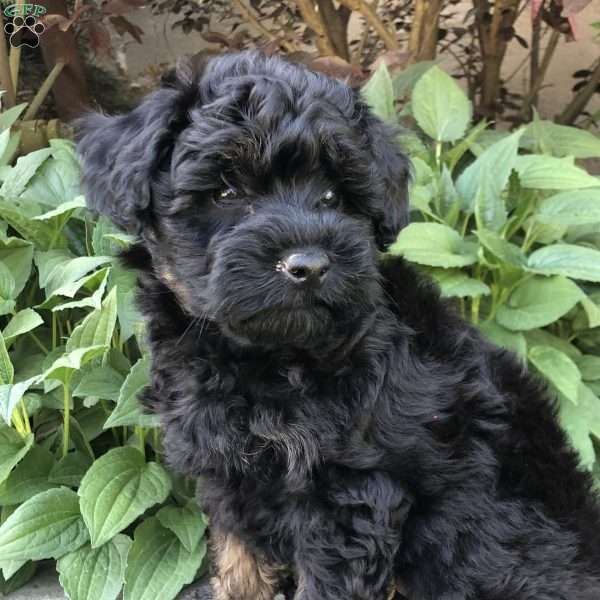 Princess, Bich-Poo Puppy