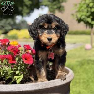 Coco, Golden Mountain Doodle Puppy