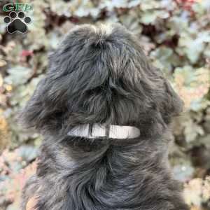 Poppy, Golden Mountain Doodle Puppy