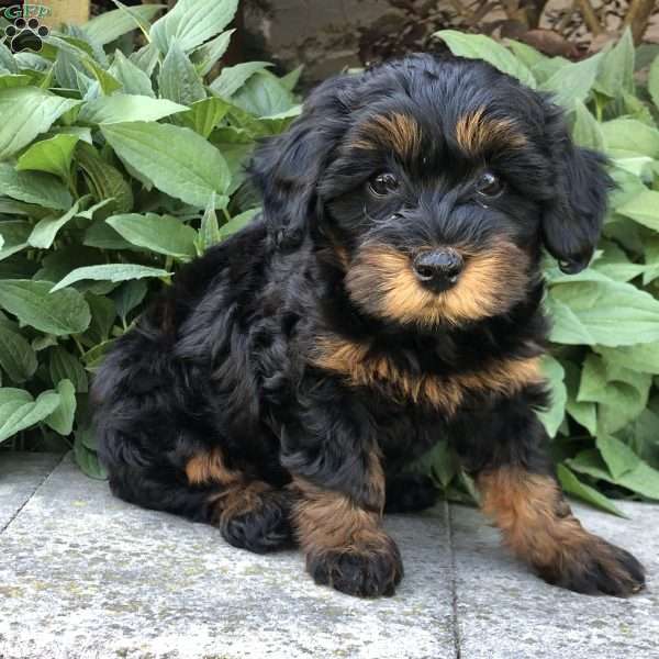 Paige, Bich-Poo Puppy