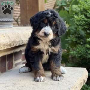 Poppy, Golden Mountain Doodle Puppy
