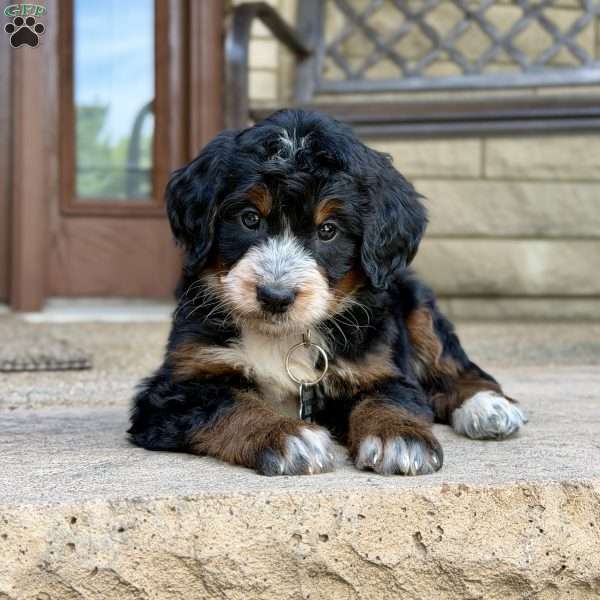 Poppy, Golden Mountain Doodle Puppy