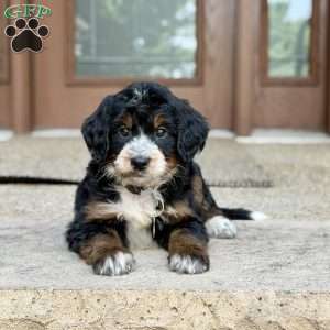 Poppy, Golden Mountain Doodle Puppy