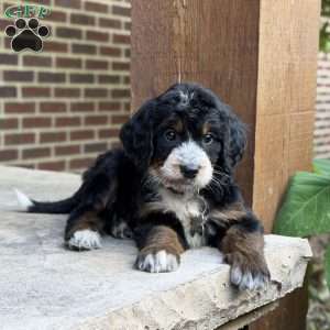 Poppy, Golden Mountain Doodle Puppy