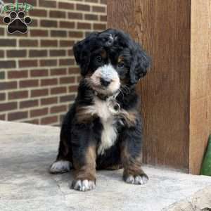 Poppy, Golden Mountain Doodle Puppy