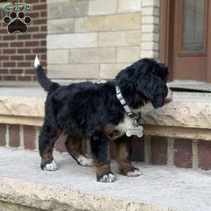 Poppy, Golden Mountain Doodle Puppy