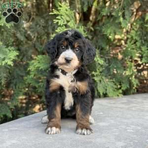 Poppy, Golden Mountain Doodle Puppy