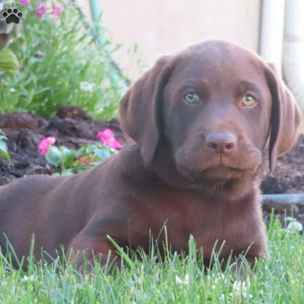 Ryder, Chocolate Labrador Retriever Puppy