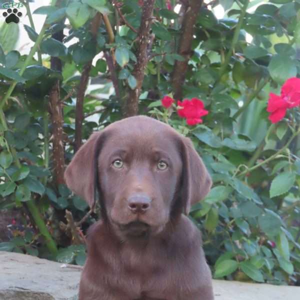 Rainey, Chocolate Labrador Retriever Puppy