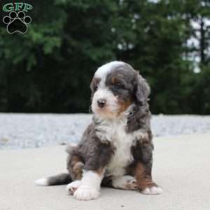 Sophia, Mini Bernedoodle Puppy