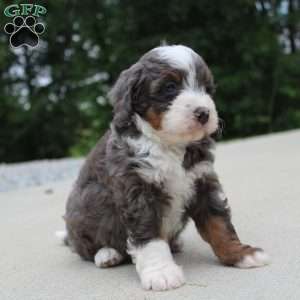 Sophia, Mini Bernedoodle Puppy