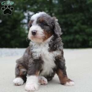 Sophia, Mini Bernedoodle Puppy