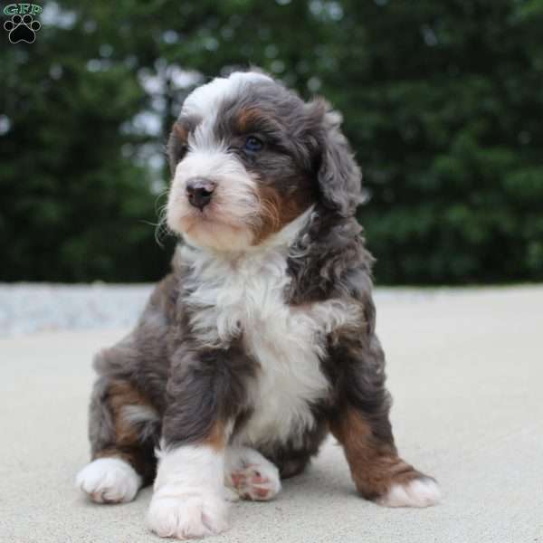 Sophia, Mini Bernedoodle Puppy
