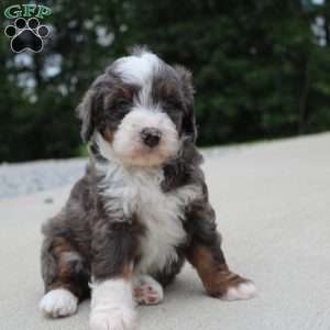 Sophia, Mini Bernedoodle Puppy