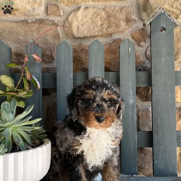 Rex, Mini Bernedoodle Puppy
