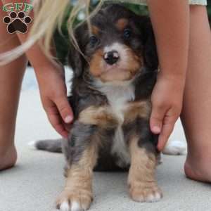 Noa, Mini Bernedoodle Puppy