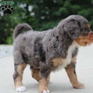 Noa, Mini Bernedoodle Puppy