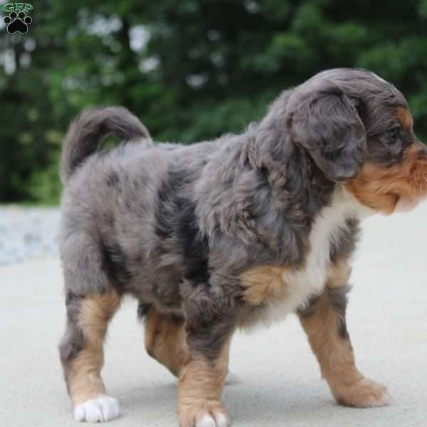 Noa, Mini Bernedoodle Puppy