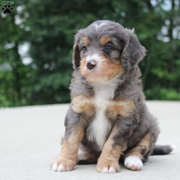 Noa, Mini Bernedoodle Puppy
