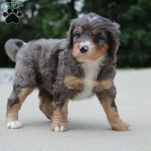 Noa, Mini Bernedoodle Puppy