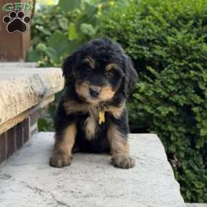 Daisy, Golden Mountain Doodle Puppy