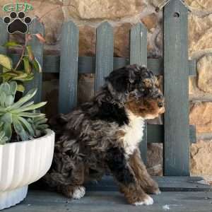 Rex, Mini Bernedoodle Puppy