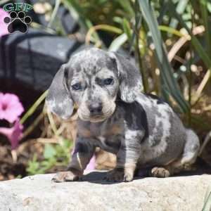Major-Mini, Dachshund Puppy
