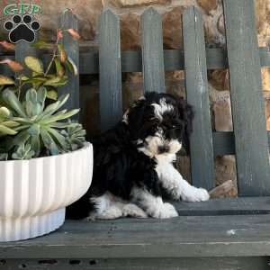 Rocky, Mini Bernedoodle Puppy