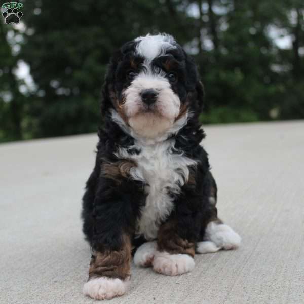 Cassidy, Mini Bernedoodle Puppy