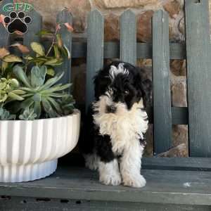 Rocky, Mini Bernedoodle Puppy