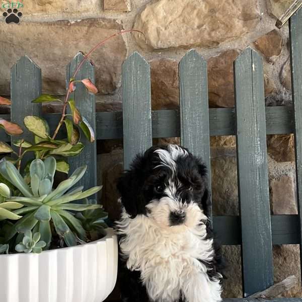 Rocky, Mini Bernedoodle Puppy