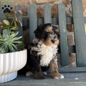 Rover, Mini Bernedoodle Puppy