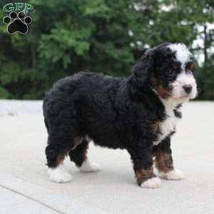 Cassidy, Mini Bernedoodle Puppy