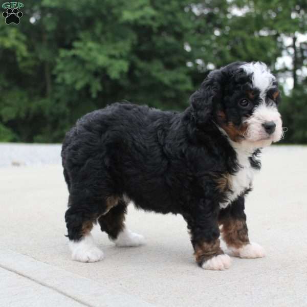 Cassidy, Mini Bernedoodle Puppy