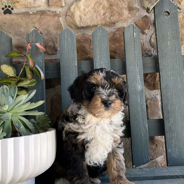 Rover, Mini Bernedoodle Puppy