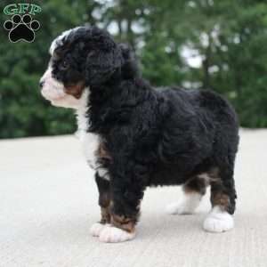 Cassidy, Mini Bernedoodle Puppy