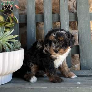 Rover, Mini Bernedoodle Puppy