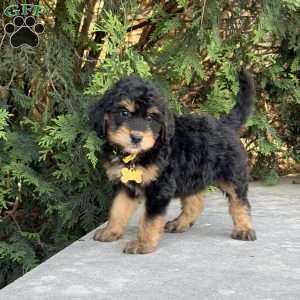 Daisy, Golden Mountain Doodle Puppy