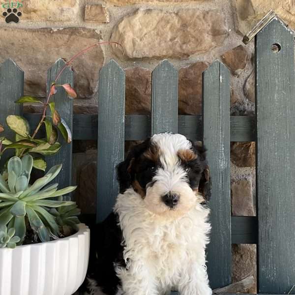Randy, Mini Bernedoodle Puppy