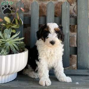 Randy, Mini Bernedoodle Puppy