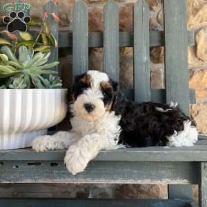 Randy, Mini Bernedoodle Puppy