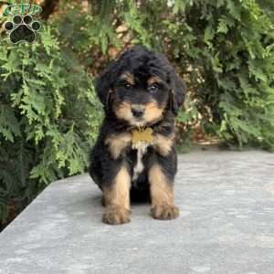 Daisy, Golden Mountain Doodle Puppy