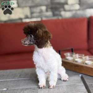 Spot, Toy Poodle Puppy