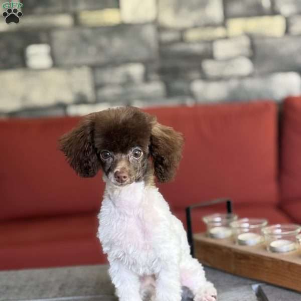 Spot, Toy Poodle Puppy