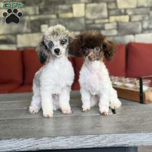 Spot, Toy Poodle Puppy