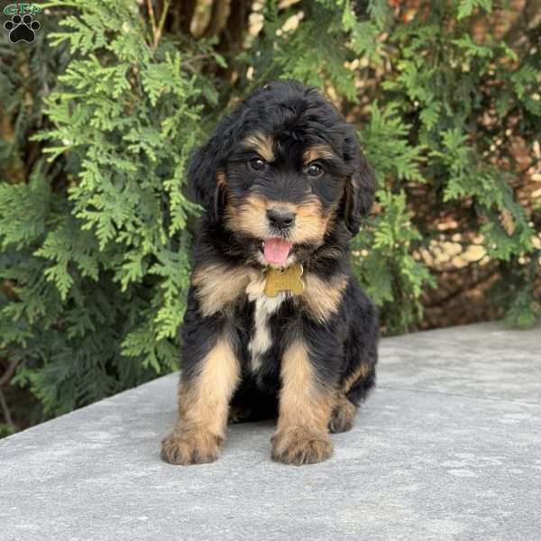 Daisy, Golden Mountain Doodle Puppy