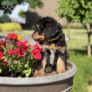 Daisy, Golden Mountain Doodle Puppy