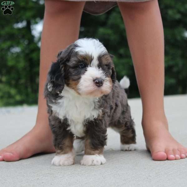 Peyton, Mini Bernedoodle Puppy