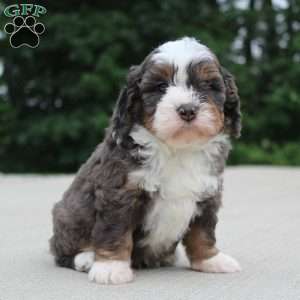 Peyton, Mini Bernedoodle Puppy